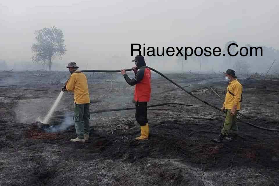 Kasus kebakaran hutan dan lahan (karhutla) di Kecamatan Rupat Utara, Kabupaten Bengkalis, akhirnya terungkap.