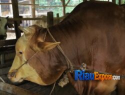 Hampir 1 Ton, Sapi Kurban Presiden Jalani Pemeriksaan Ketat di Riau