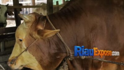 Seekor sapi berbobot hampir satu ton asal Rumbai, Pekanbaru, menjalani pemeriksaan ketat untuk menjamin kesehatan dan kelayakannya sebelum disalurkan ke masyarakat.