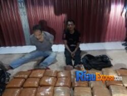 Bareskrim Gagalkan Peredaran 23 Kg Ganja di Rohul, Dua Kurir Ditangkap, Bandar Diburu
