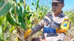 Melalui peran aktif Bhabinkamtibmas, peraonel polsek tualang turun langsung meninjau perkembangan tanaman jagung pipil