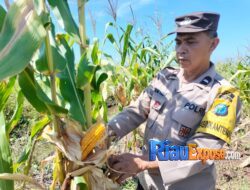 Dukung Ketahanan Pangan, Polsek Tualang Aktif Dampingi Program Swasembada Pangan di Siak