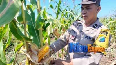 Dukung Ketahanan Pangan, Polsek Tualang Aktif Dampingi Program Swasembada Pangan di Siak