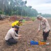 Polsek Bungaraya Dukung Asta Cita, Bhabinkamtibmas dan Kelompok Tani Bajak Lahan Jagung Pipil 1,5 Hektare