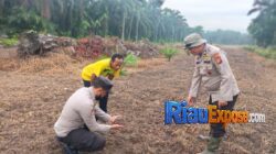 Polsek Bungaraya Dukung Asta Cita, Bhabinkamtibmas dan Kelompok Tani Bajak Lahan Jagung Pipil 1,5 Hektare 4 Ketahanan pangan Polsek Bungaraya