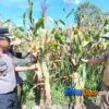 Kompol Teguh Turun ke Lahan Jagung, Pastikan Ketahanan Pangan di Tualang Jelang Panen
