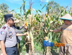Kompol Teguh Turun ke Lahan Jagung, Pastikan Ketahanan Pangan di Tualang Jelang Panen