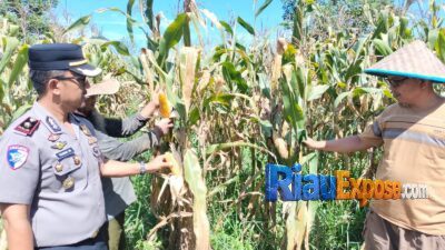 Kompol Teguh Turun ke Lahan Jagung, Pastikan Ketahanan Pangan di Tualang Jelang Panen 10 Kapolsek Tualang, Kompol Teguh Wiyono turun langsung ke lahan pertanian jagung pipil milik Pondok Pesantren Abu Hurairoh