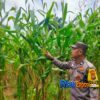 Jagung PT Palmax Mulai Berbuah, Polsek Tualang Kawal Ketahanan Pangan