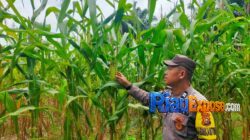 Jagung PT Palmax Mulai Berbuah, Polsek Tualang Kawal Ketahanan Pangan 5 Upaya mendukung program ketahanan pangan nasional terus digencarkan jajaran Polsek Tualang, Polres Siak