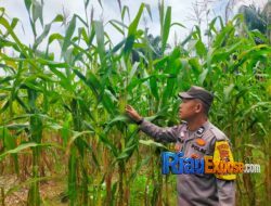 Jagung PT Palmax Mulai Berbuah, Polsek Tualang Kawal Ketahanan Pangan