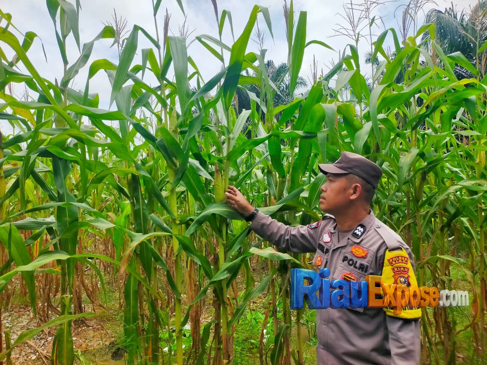 Jagung PT Palmax Mulai Berbuah, Polsek Tualang Kawal Ketahanan Pangan 1 Upaya mendukung program ketahanan pangan nasional terus digencarkan jajaran Polsek Tualang, Polres Siak