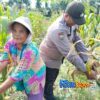 Bhabinkamtibmas Polsek Tualang Kawal Panen Jagung di Perawang
