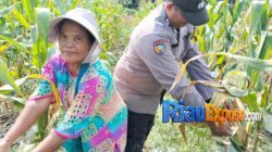 Bhabinkamtibmas Polsek Tualang Kawal Panen Jagung di Perawang 4 Komitmen mendukung program swasembada pangan nasional terus ditunjukkan jajaran Polsek Tualang, Polres Siak.