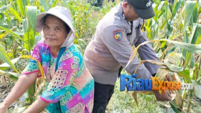 Bhabinkamtibmas Polsek Tualang Kawal Panen Jagung di Perawang