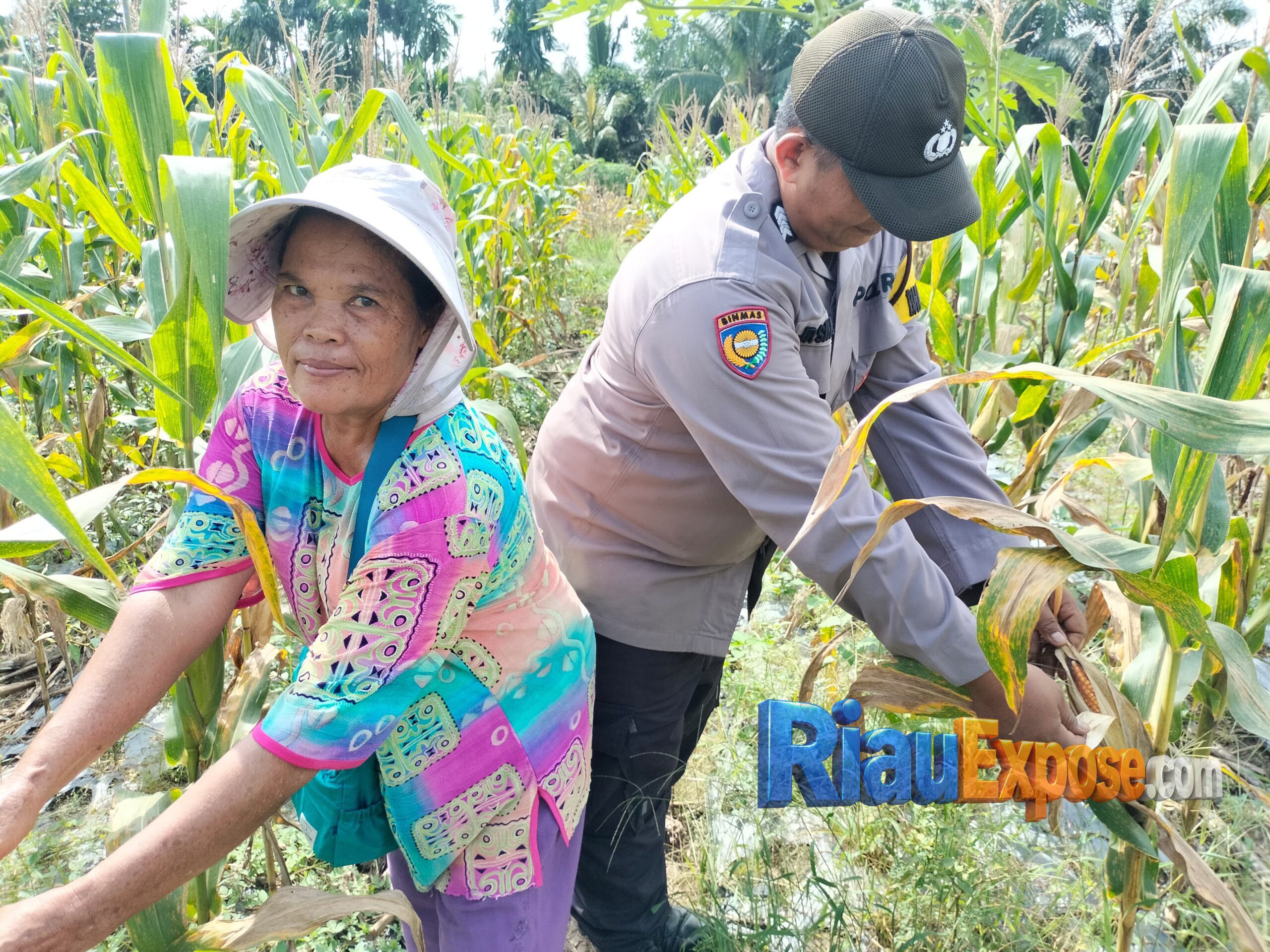 Bhabinkamtibmas Polsek Tualang Kawal Panen Jagung di Perawang 1 Komitmen mendukung program swasembada pangan nasional terus ditunjukkan jajaran Polsek Tualang, Polres Siak.
