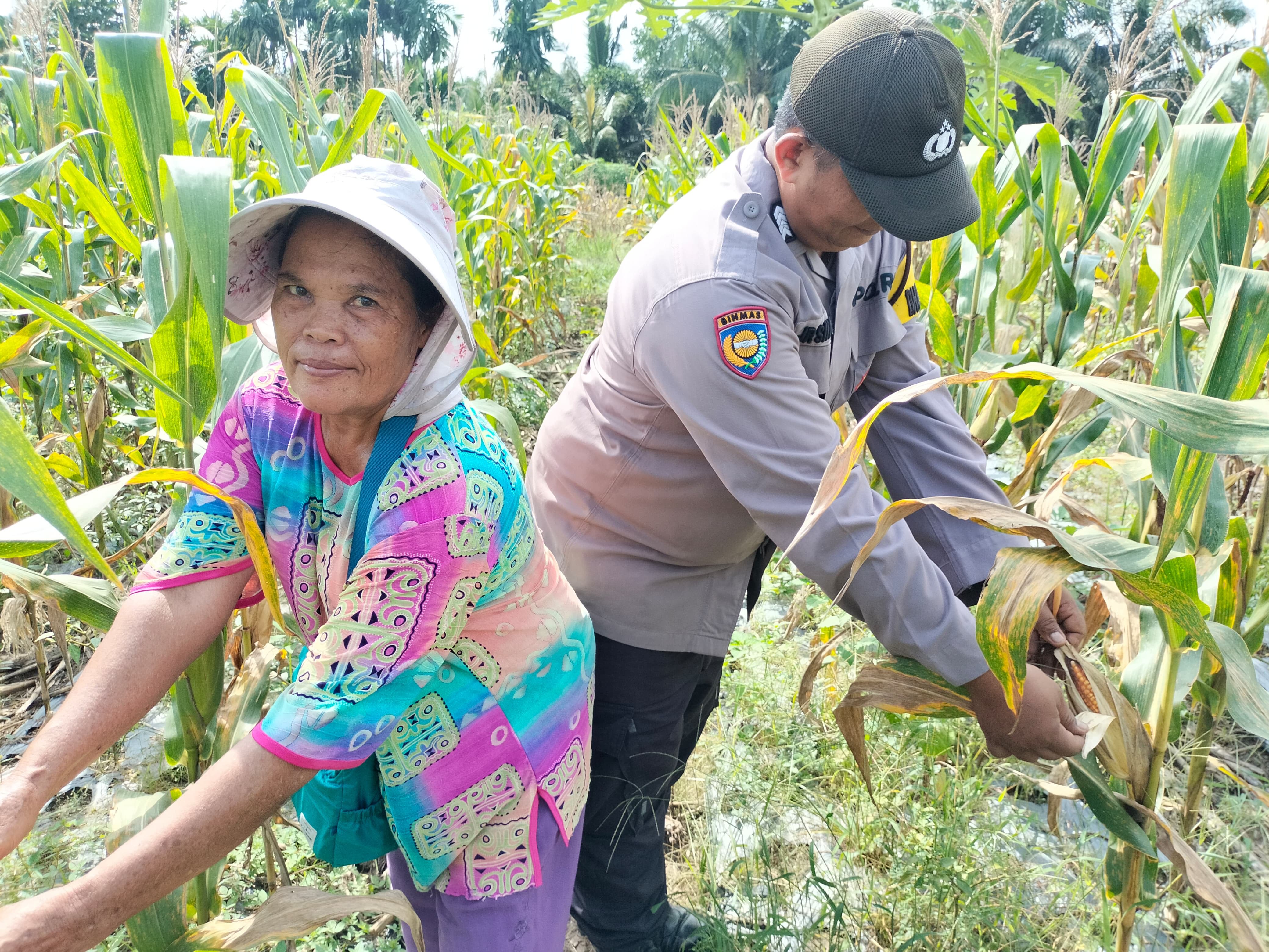 Bhabinkamtibmas Polsek Tualang Kawal Panen Jagung di Perawang