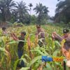 Kapolsek Bungaraya Turun ke Lahan Jagung Pipil, Pastikan Program Ketahanan Pangan Asta Cita Berjalan Maksimal