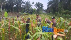 Kapolsek Bungaraya Turun ke Lahan Jagung Pipil, Pastikan Program Ketahanan Pangan Asta Cita Berjalan Maksimal