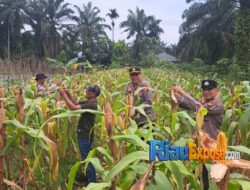 Kapolsek Bungaraya Turun ke Lahan Jagung Pipil, Pastikan Program Ketahanan Pangan Asta Cita Berjalan Maksimal