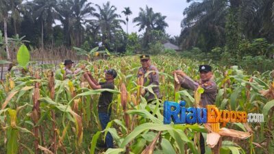 Kapolsek Bungaraya Turun ke Lahan Jagung Pipil, Pastikan Program Ketahanan Pangan Asta Cita Berjalan Maksimal