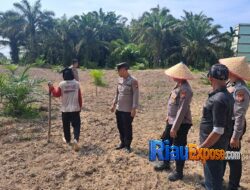 Kapolsek Bungaraya Cek Lahan Jagung Ketahanan Pangan di Temusai, Tanaman Tumbuh Subur dan Terawat
