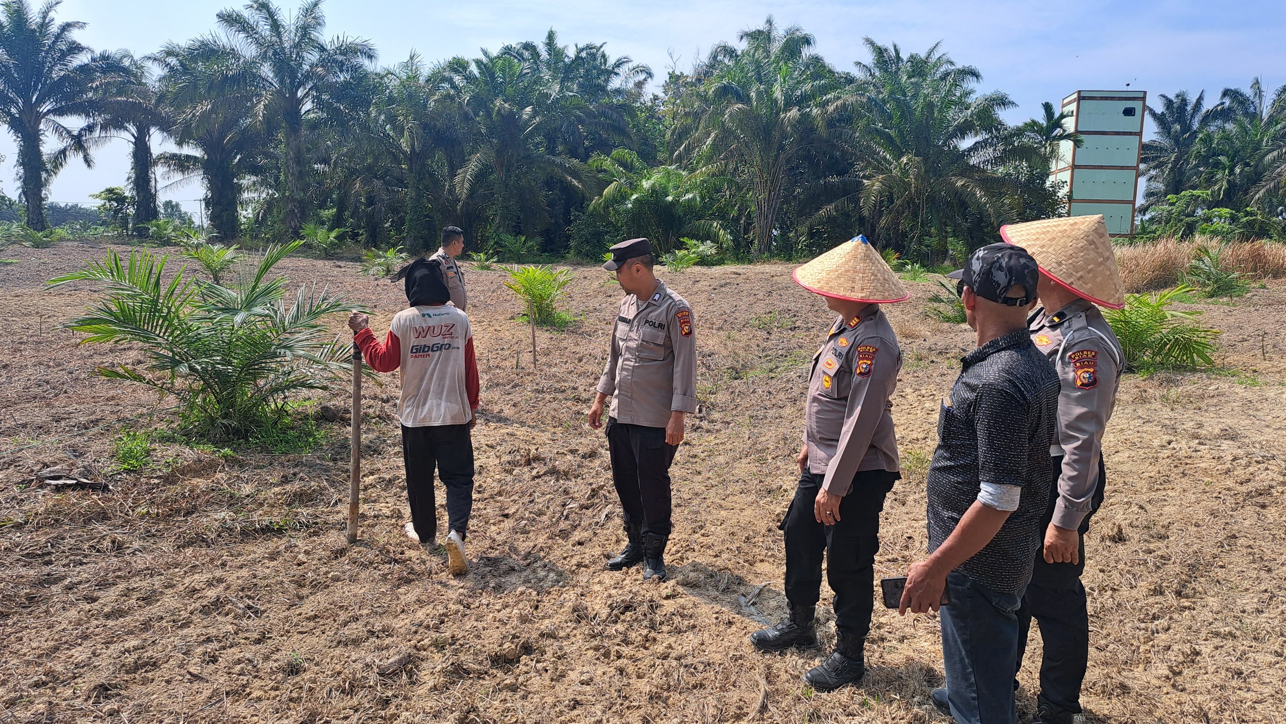 Kapolsek Bungaraya Cek Lahan Jagung Ketahanan Pangan di Temusai, Tanaman Tumbuh Subur dan Terawat