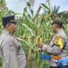 Polsek Tualang Cek Lahan Jagung PT PAS, Komitmen Kawal Ketahanan Pangan Hingga Panen