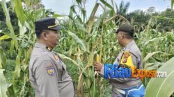 tanaman jagung yang tumbuh subur di Kampung Tualang Timur menjadi bukti nyata bahwa program swasembada pangan bukan sekadar slogan di bawah binaan Polsek Tualang