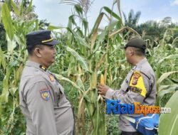 Polsek Tualang Cek Lahan Jagung PT PAS, Komitmen Kawal Ketahanan Pangan Hingga Panen