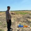 Menyemai Harapan di Lahan PT SIR, Polsek Tualang Kawal 2 Hektare Jagung untuk Ketahanan Pangan