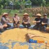 Polsek Bungaraya Bersama Kelompok Tani Temusai Siap Salurkan 500 Kg Jagung Pipil ke Bulog