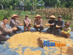 Polsek Bungaraya Bersama Kelompok Tani Temusai Siap Salurkan 500 Kg Jagung Pipil ke Bulog