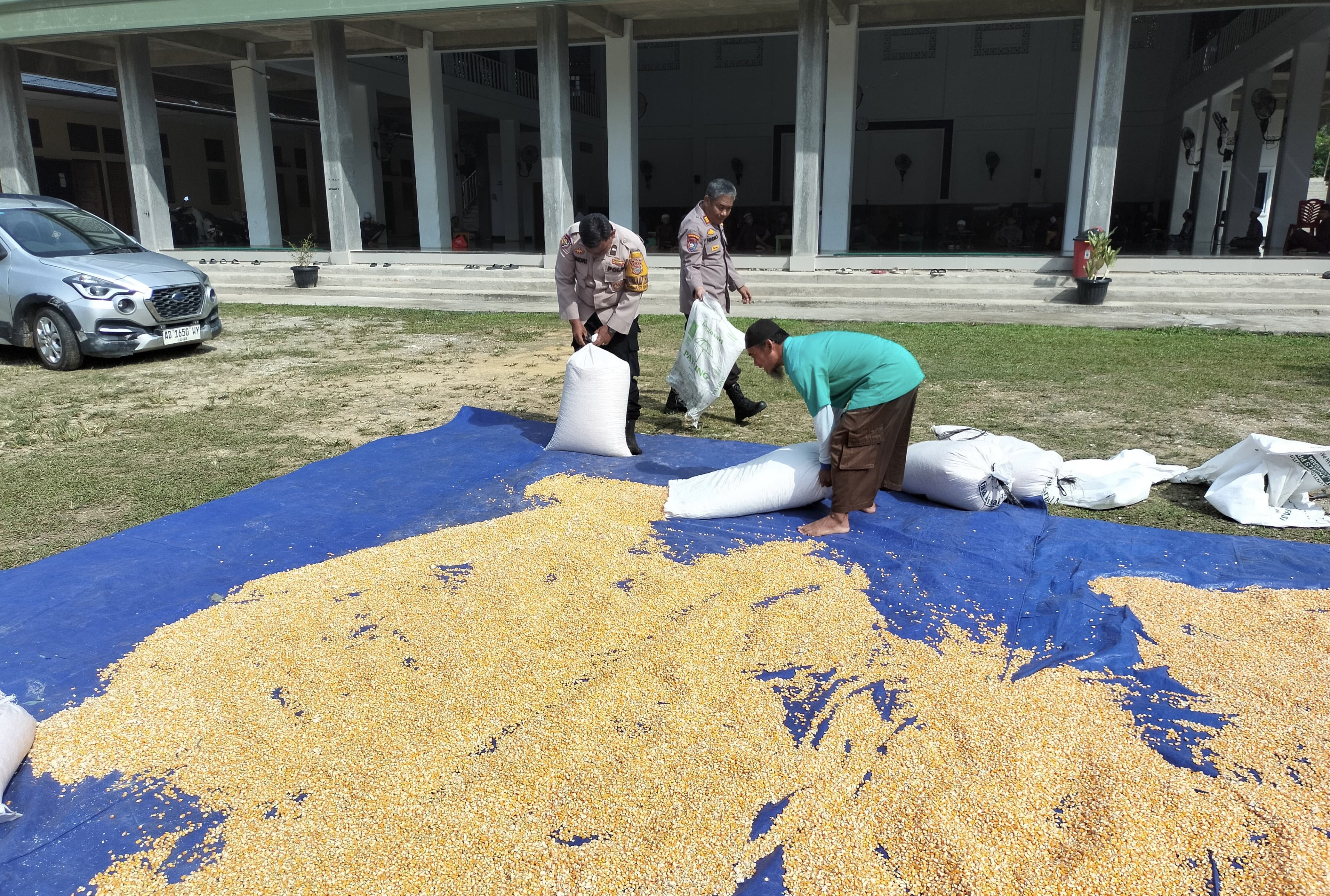Polsek Tualang Jemur 1 Ton Jagung Bersama Petani Demi Ketahanan Pangan Nasional
