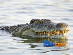 Mama Muda di Siak Diterkam Buaya Saat Mencuci di Sungai, Jasadnya Ditemukan Tak Utuh