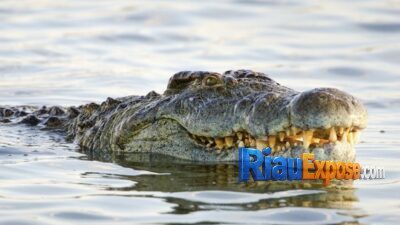 Mama Muda di Siak Diterkam Buaya Saat Mencuci di Sungai, Jasadnya Ditemukan Tak Utuh