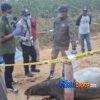 Tapir Dilindungi Ditemukan Mati di Kuansing, Diduga Tertabrak Kendaraan Dekat Tesso Nilo