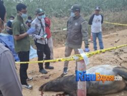 Tapir Dilindungi Ditemukan Mati di Kuansing, Diduga Tertabrak Kendaraan Dekat Tesso Nilo