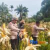 Kapolsek Bungaraya Dampingi Panen Raya Jagung, Bukti Dukungan untuk Petani
