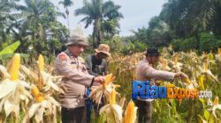 Ketahanan pangan Polsek Bungaraya