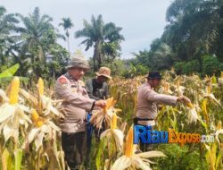 Kapolsek Bungaraya Dampingi Panen Raya Jagung, Bukti Dukungan untuk Petani