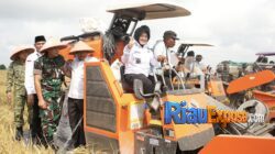 Bupati Siak Afni menghadiri panen perdana padi program zakat produktif BAZNAS Kabupaten Siak bersama petani di Kampung Bungaraya.