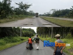 Pemkab Siak Klaim Tangani 152,3 Km Jalan Rusak, Warga Dayun Keluhkan Jalan Pemda Siak Bertabur Lubang