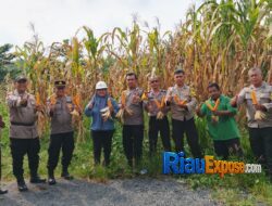 Polsek Tualang Dampingi Panen 500 Kg Jagung di PT PAS