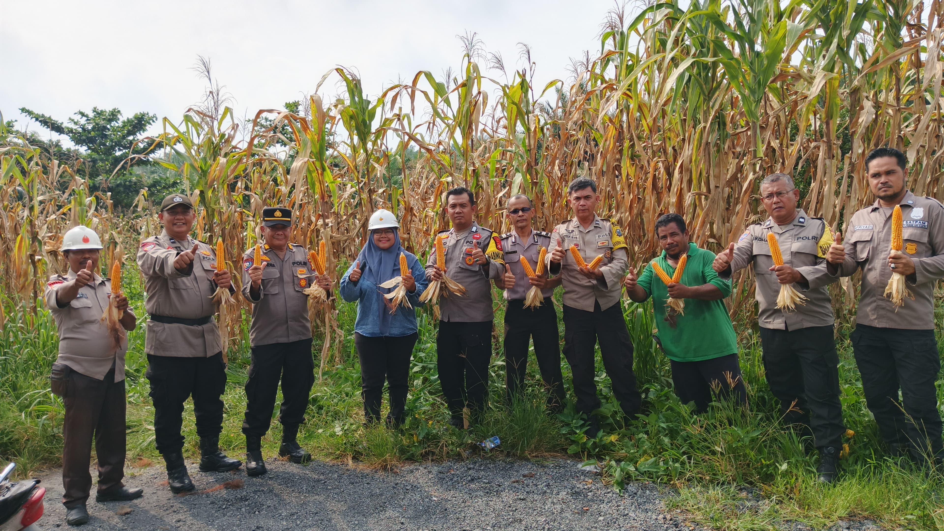 Polsek Tualang Dampingi Panen 500 Kg Jagung di PT PAS