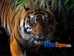 Harimau Sumatera di Pelalawan Kembali Makan Korban, Bocah 12 Tahun Tewas Diterkam di Camp PBPH-HTI