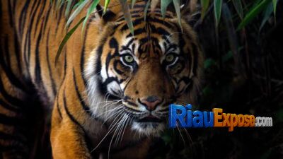 Harimau Sumatera di Pelalawan kembali memakan korban jiwa. Jerlin Zalukhu (12) tewas diterkam di camp PBPH-HTI Kecamatan Pelalawan.