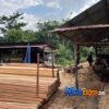 Polda Riau Bongkar Sawmill Ilegal di Kampar, Mandor Ditahan, Pemilik Diburu, 780 Batang Kayu Disita