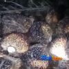 Warga Tapung Hulu Bongkar Dugaan Permainan Oknum PTPN IV Sei Berlian, TBS Sitaan Diduga Dijual