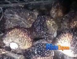 Warga Tapung Hulu Bongkar Dugaan Permainan Oknum PTPN IV Sei Berlian, TBS Sitaan Diduga Dijual